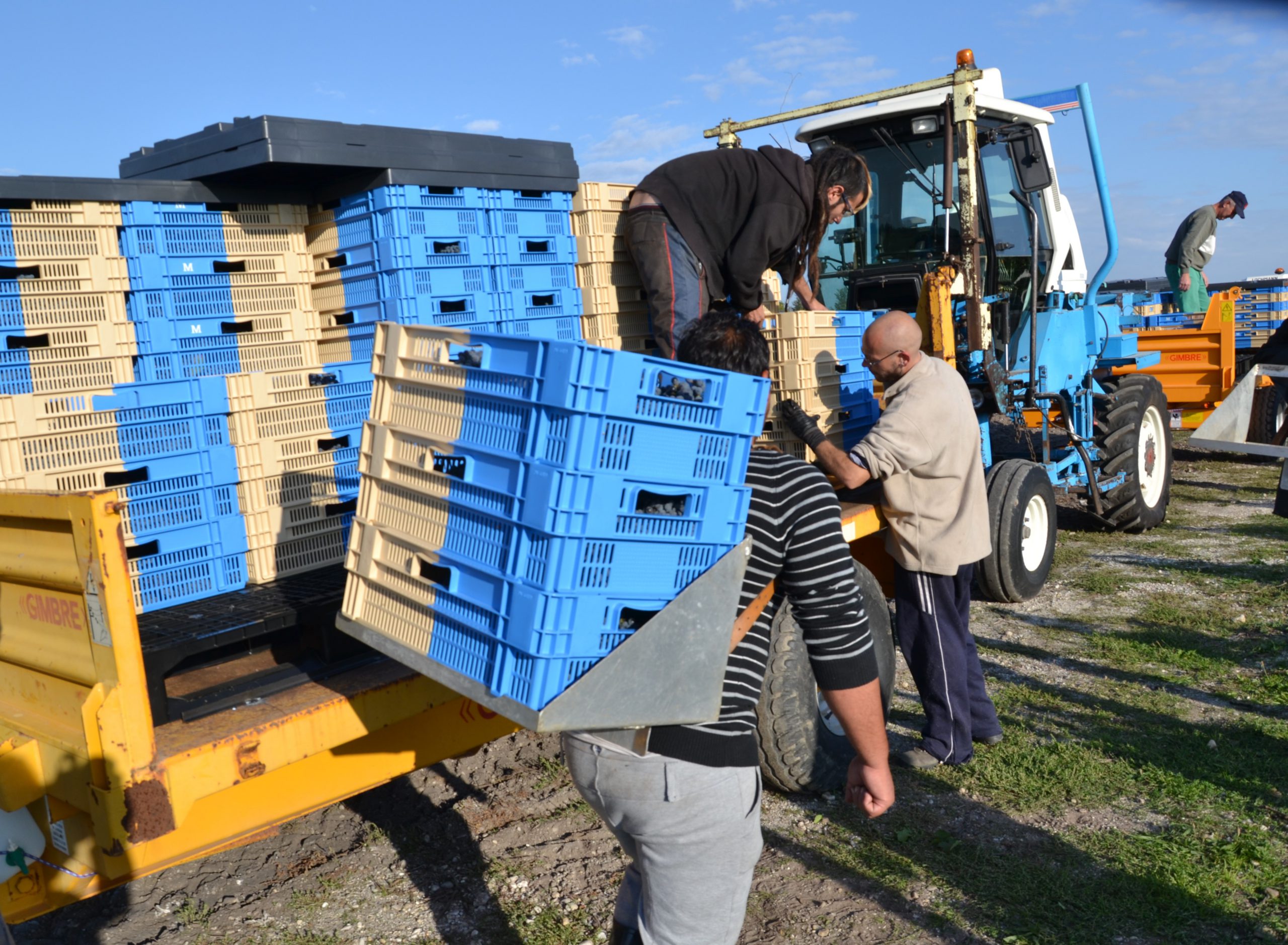 Stacked bi colour crates being used for grape picking